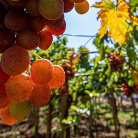 Эксперт оценил перспективы крымского виноделия  