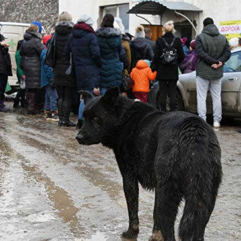 Снести нельзя оставить: в Симферополе пытаются отстоять приют для собак  